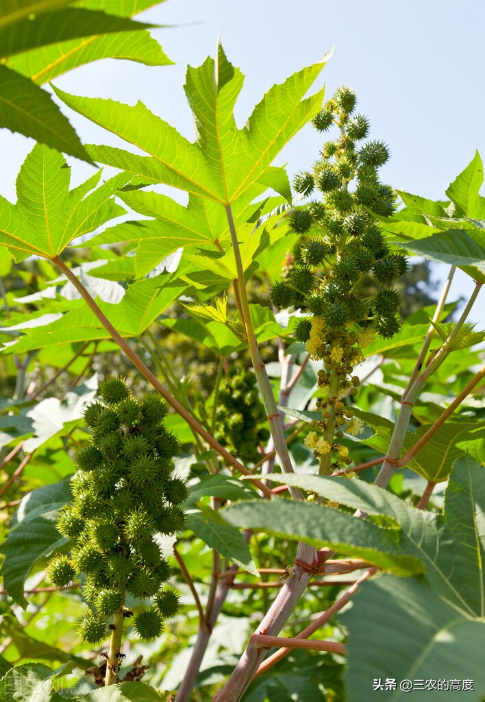美丽有毒的植物认识11种毒花毒果,五大常见有毒植物你家里有吗