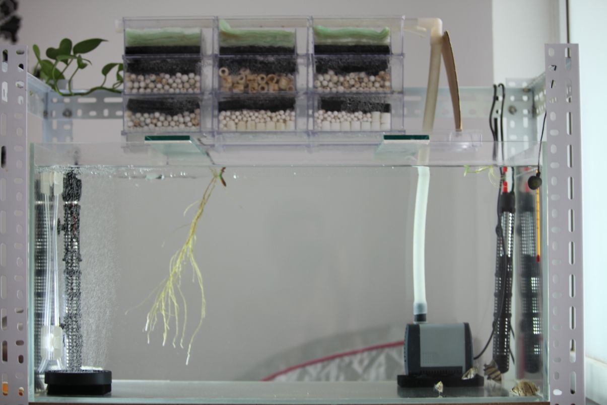 如何选择好的鱼缸过滤材料,鱼缸过滤植物种什么最好