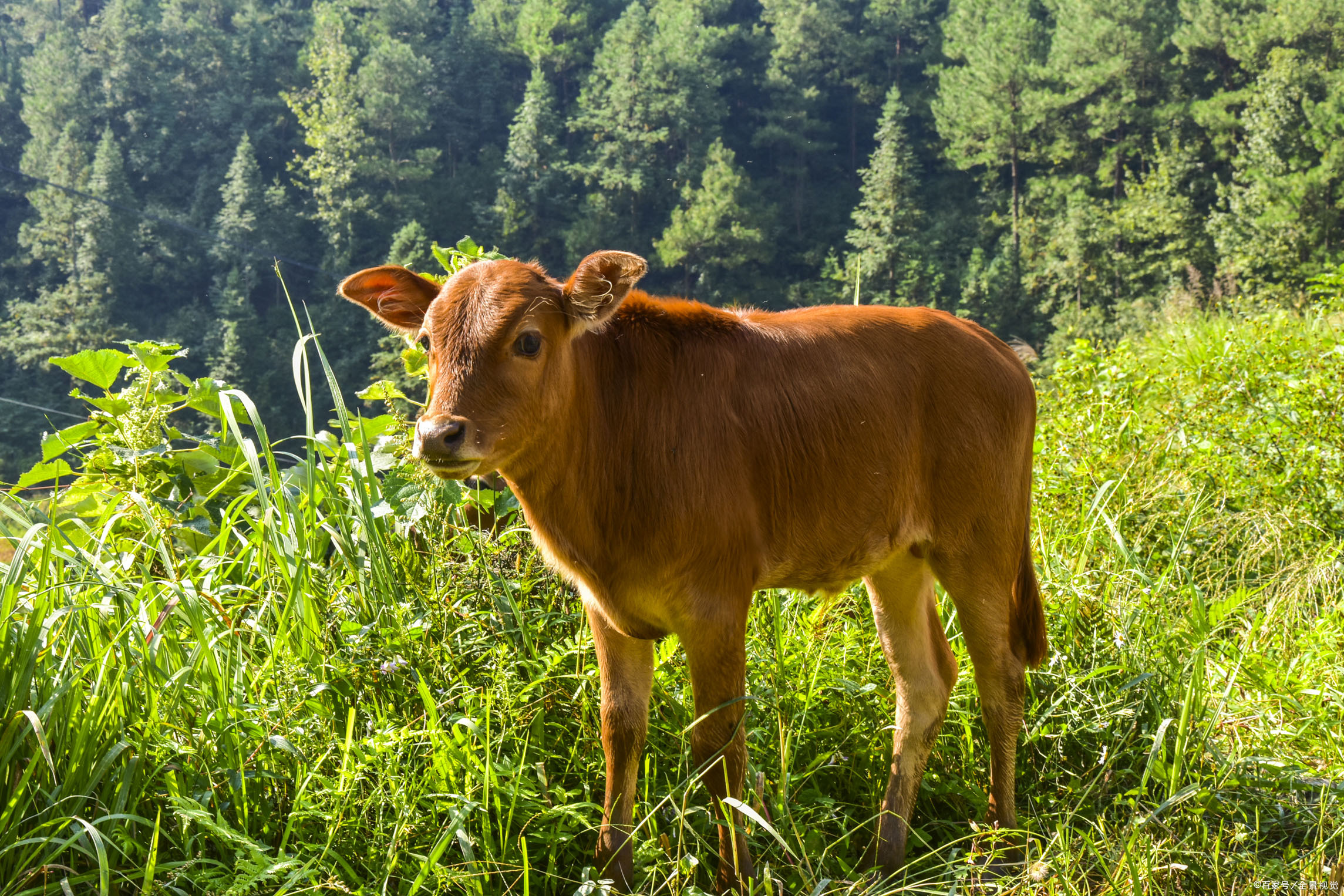 牛传染病防治小知识,牛传染病