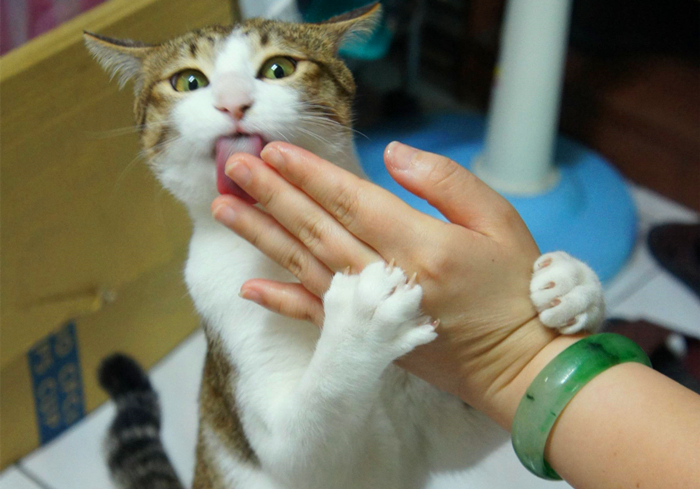 家里猫不愿意吃鱼,主人在家猫不吃不喝不上厕所