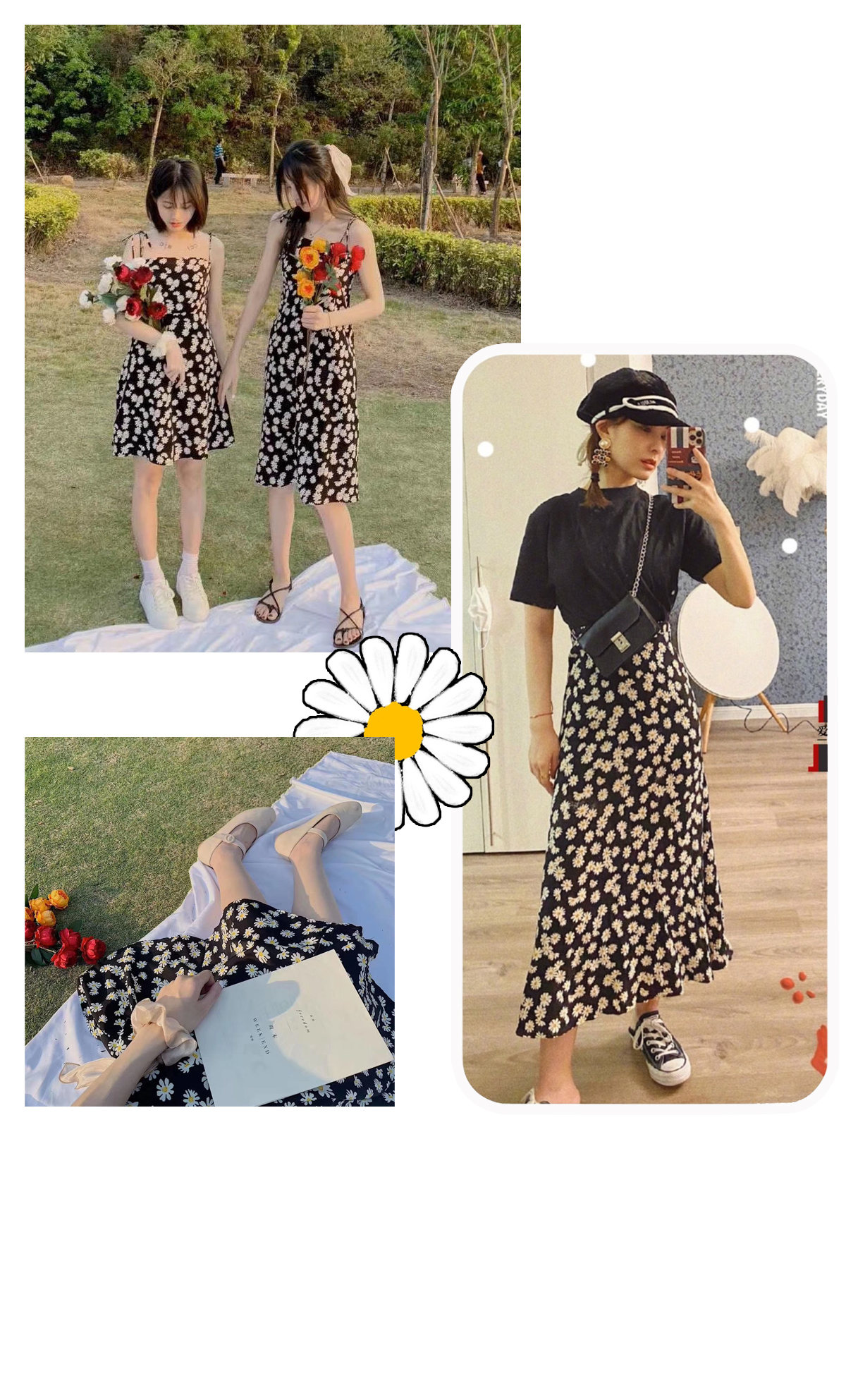 小雏菊带香味,小雏菊花果香