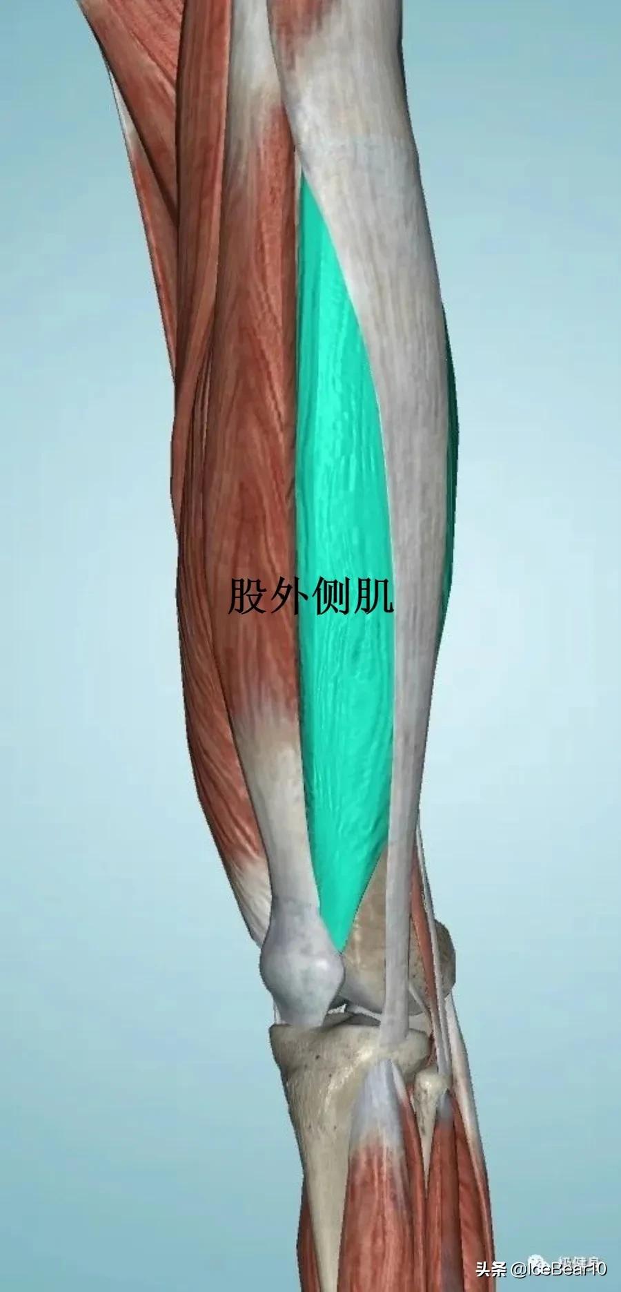 膝关节疼健身避免哪些动作,健身保护膝关节怎么做