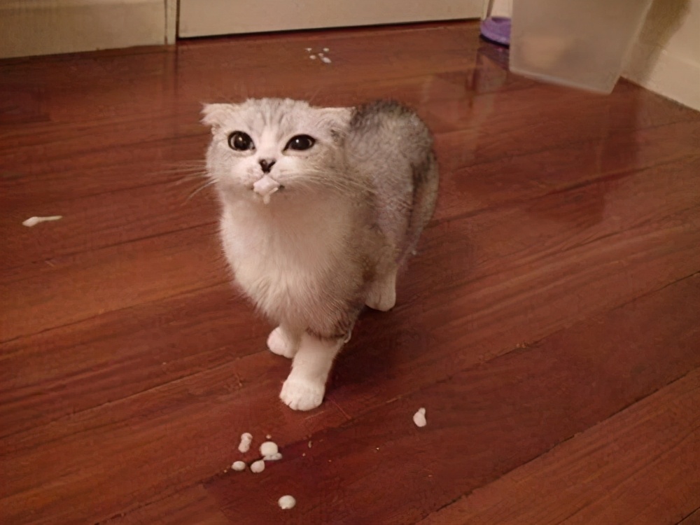 猫咪常见寄生虫病的介绍,猫咪寄生虫感染什么症状