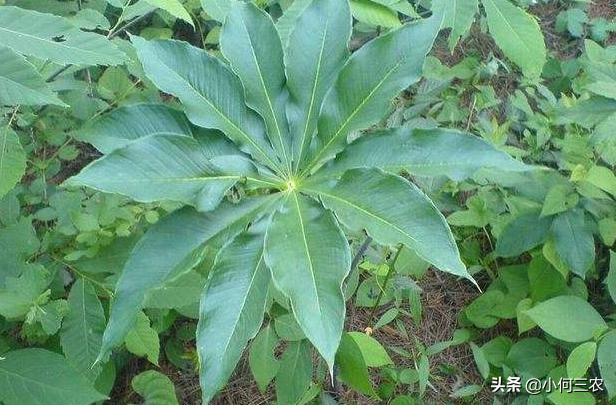 小何三农：治疗咽喉肿痛的原材料，与您分享七叶一枝花的种植经验