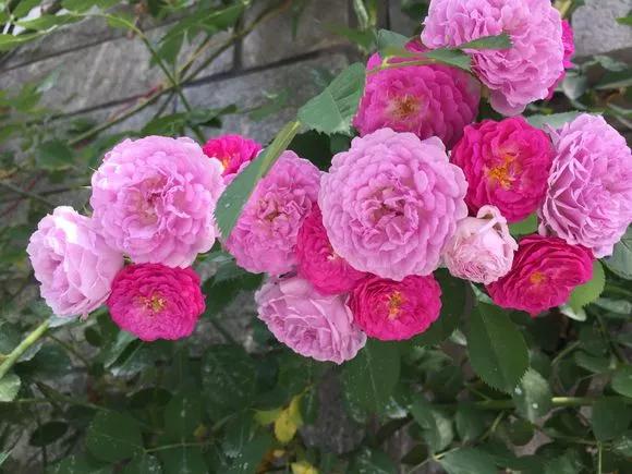 花儿生蜜虫怎么办,花儿生了腻虫怎么办