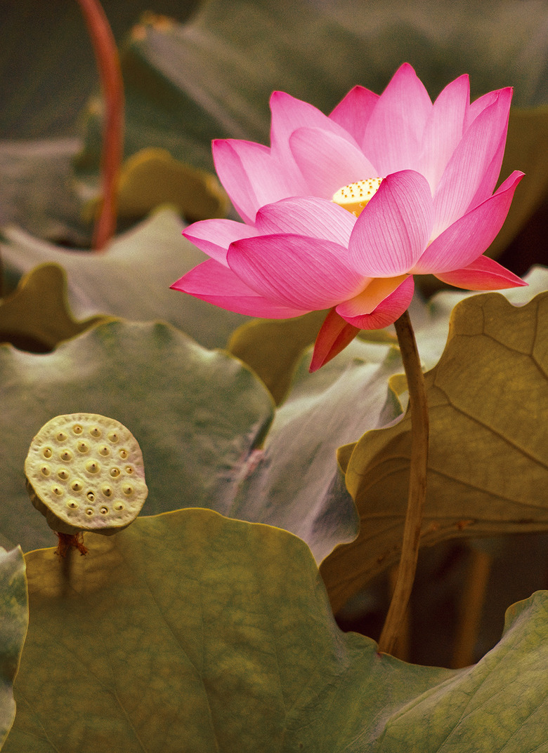 生活中常见的花语大全,生活中常见花卉花语