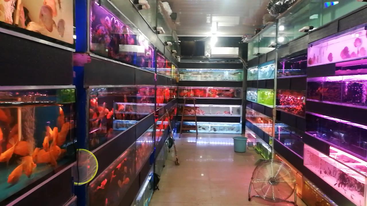 凶猛观赏鱼从哪里买,观赏鱼市场买热带鱼