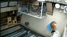 有陪智能猫砂盆真实测评,半封闭全自动猫砂盆测评