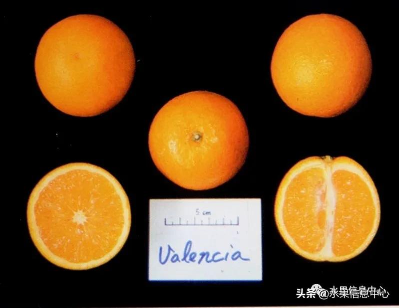 全国橙子产地在哪,中国橙子产地