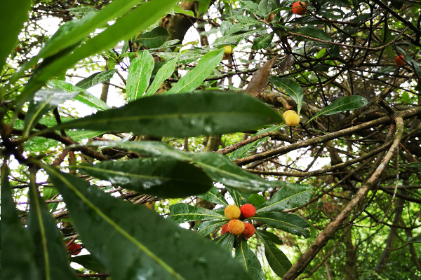 杨梅很酸怎么样才能更甜,为什么野杨梅那么酸