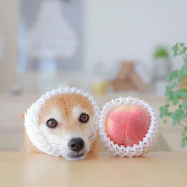 比人还会拍照的狗，简直萌炸朋友圈了