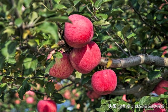 蓟县隆跃农家院,蓟州隆田居