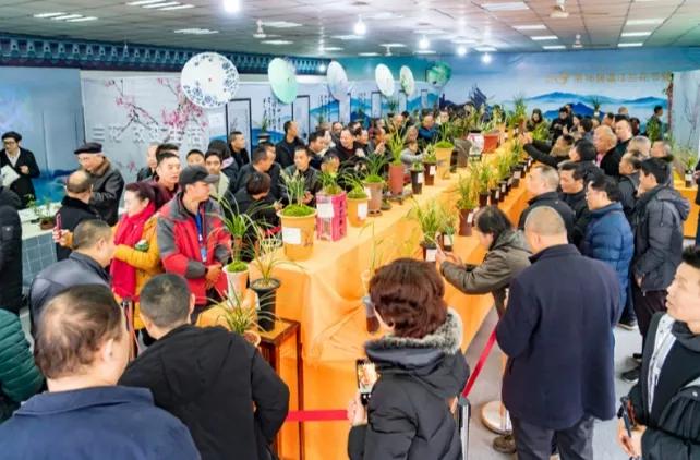 四川兰花市场有哪些品种,兰花市场哪里最大