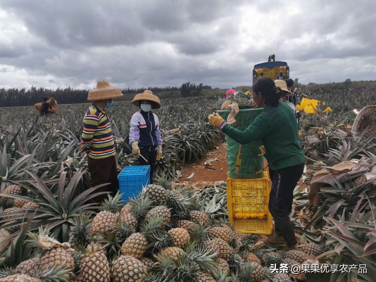 金钻凤梨成熟上市时间,金钻凤梨叶子有没有刺