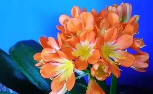 河南城市的市花有哪些花,全国56市市花图片