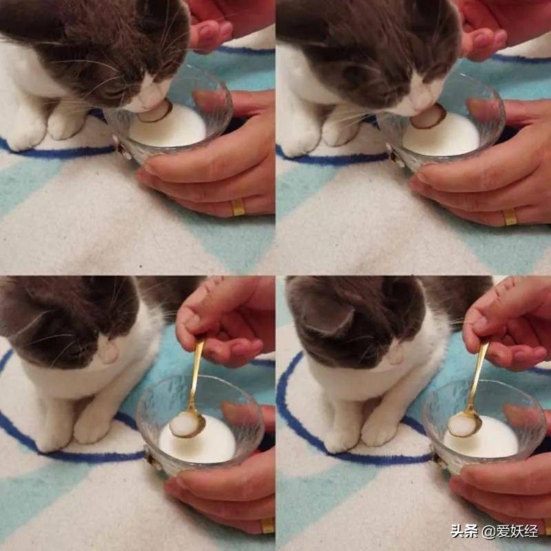 修正宠物羊奶粉测评,reddog红狗羊奶粉测评