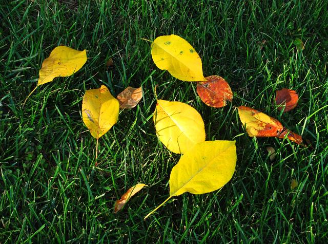 七言绝句春花二十首,春花平水韵七绝诗
