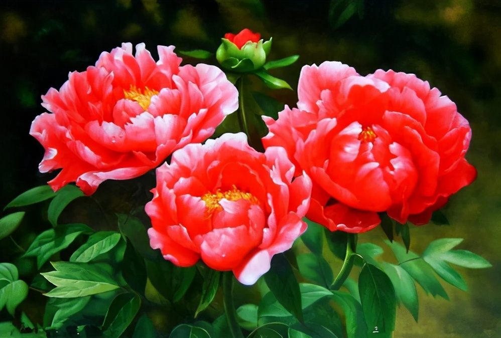 花盆养花技巧图解教程,花盆养花小技巧大揭秘