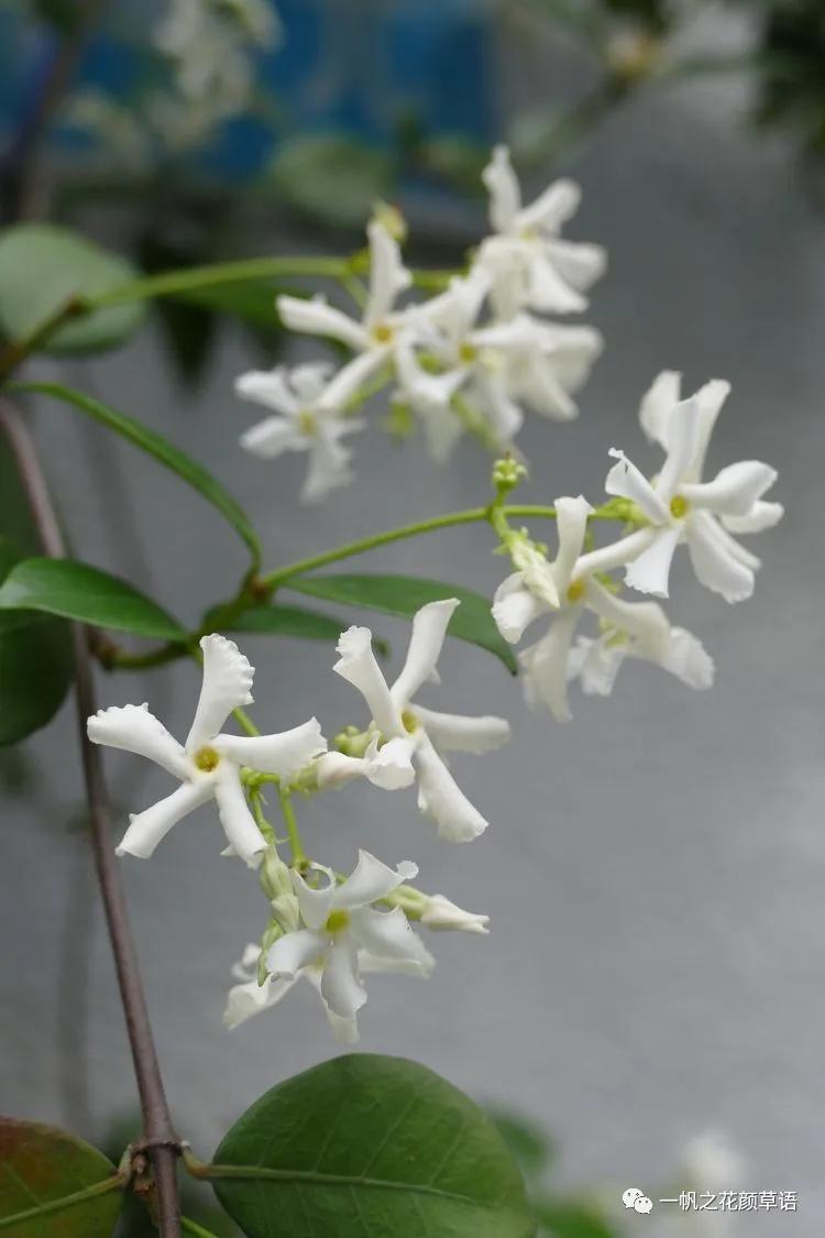 络石(Trachelospermumjasminoides)