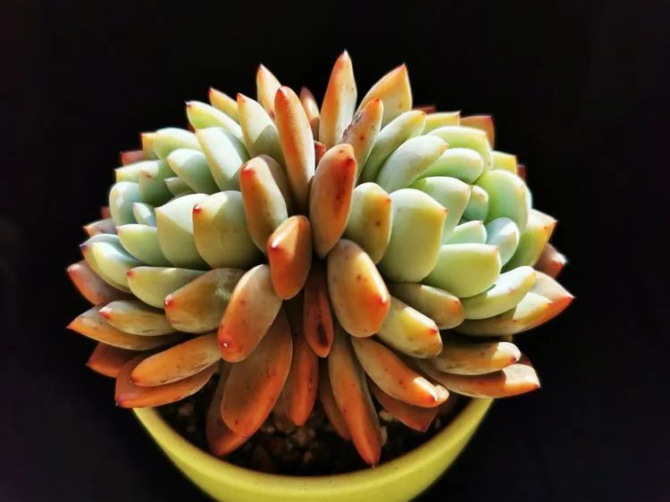 多肉砍头的怎么养,多肉怎么砍头才能爆发