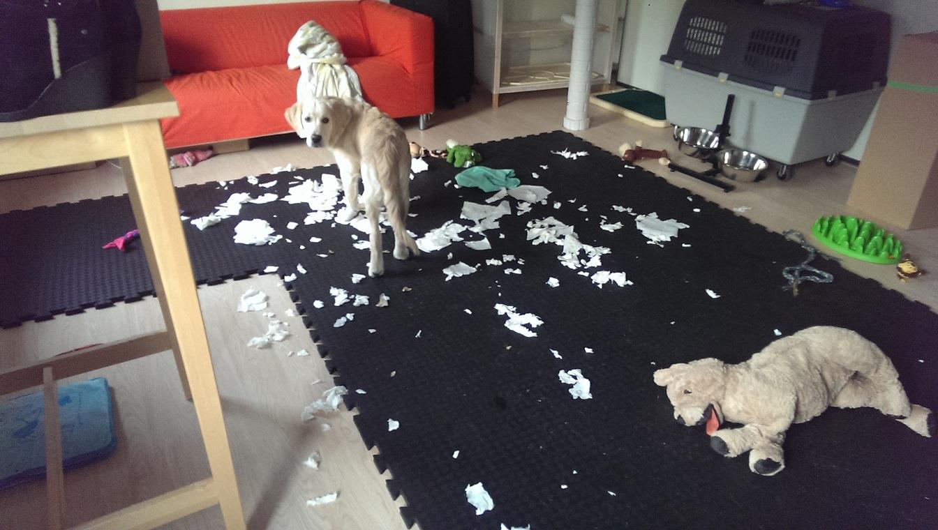 分离焦虑症狗狗止吠训练,狗狗因为分离焦虑症随地大小便