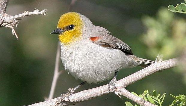 广东常见鸟类图谱和名称图文,东江揽胜鸟类