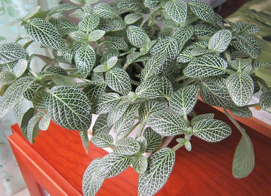 网纹草如何更鲜艳,网纹草微景观怎么打理