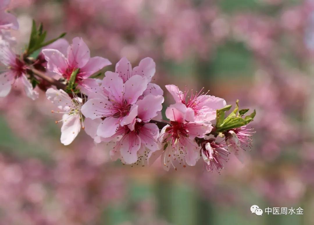 西医叫慢性肠炎中医叫什么,慢性肠炎看中医有效吗