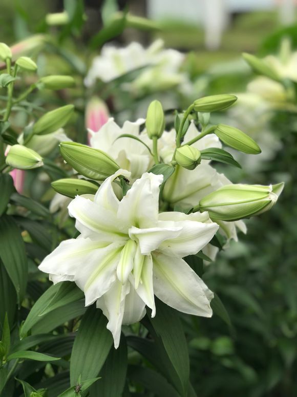 百合叶黄怎么办,百合竹叶子发黄发软的解决方法