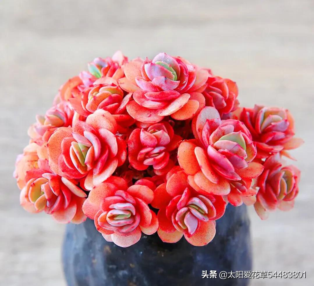 多肉秀妍怎么养,多肉秀妍爆盆了怎么处理