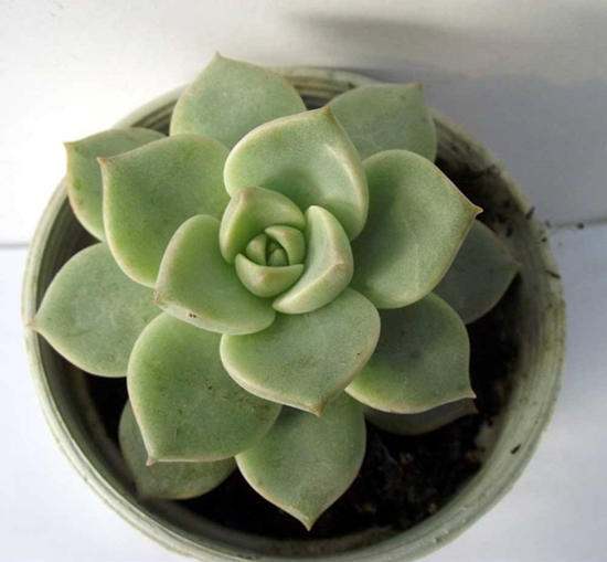 白牡丹黑腐怎么办,白牡丹太高怎么办