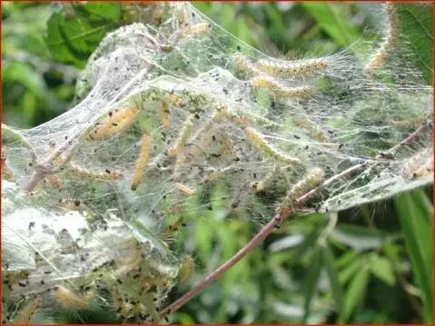 桃树病虫害防治与用药,桃树病虫害防治全年用药