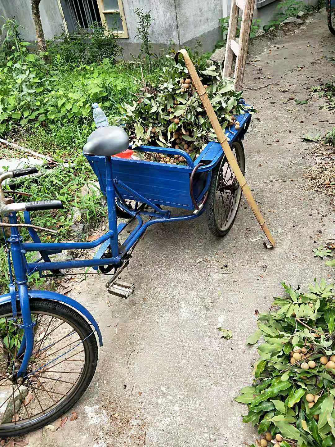 细说国龟之美中华草龟,中华草龟国龟之美