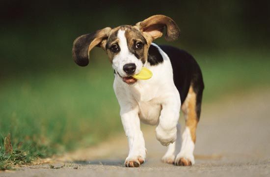 狗狗为啥不吃汉格瑞狗粮,老年狗狗为什么不能喝羊奶