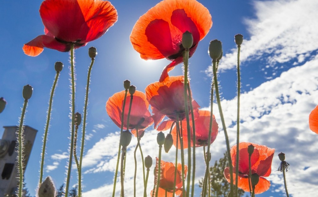 初中语文课外古诗意象,初中语文古诗之意象意境知识点