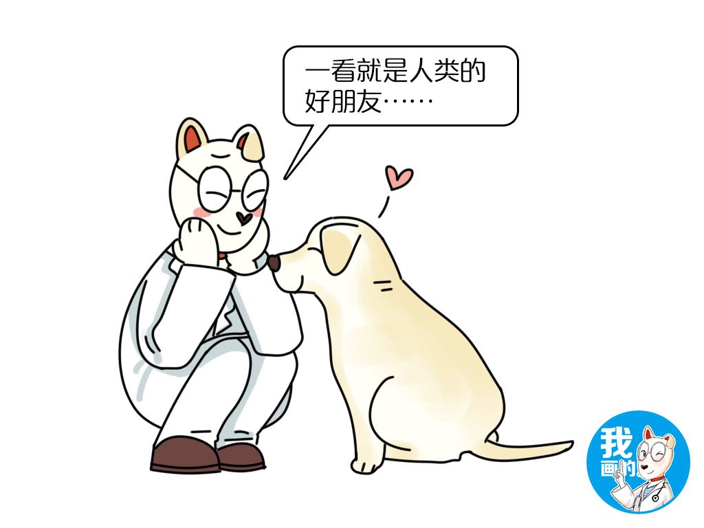 拉布拉多不为人知的“黑料”,为什么有黑色的拉布拉多