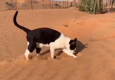 猫咪拉屎姿势好笑,猫咪拉屎搞笑表情