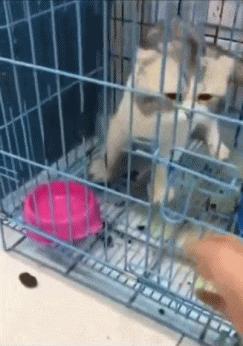 把车标全部抠掉违法吗,把车标抠下来清灰