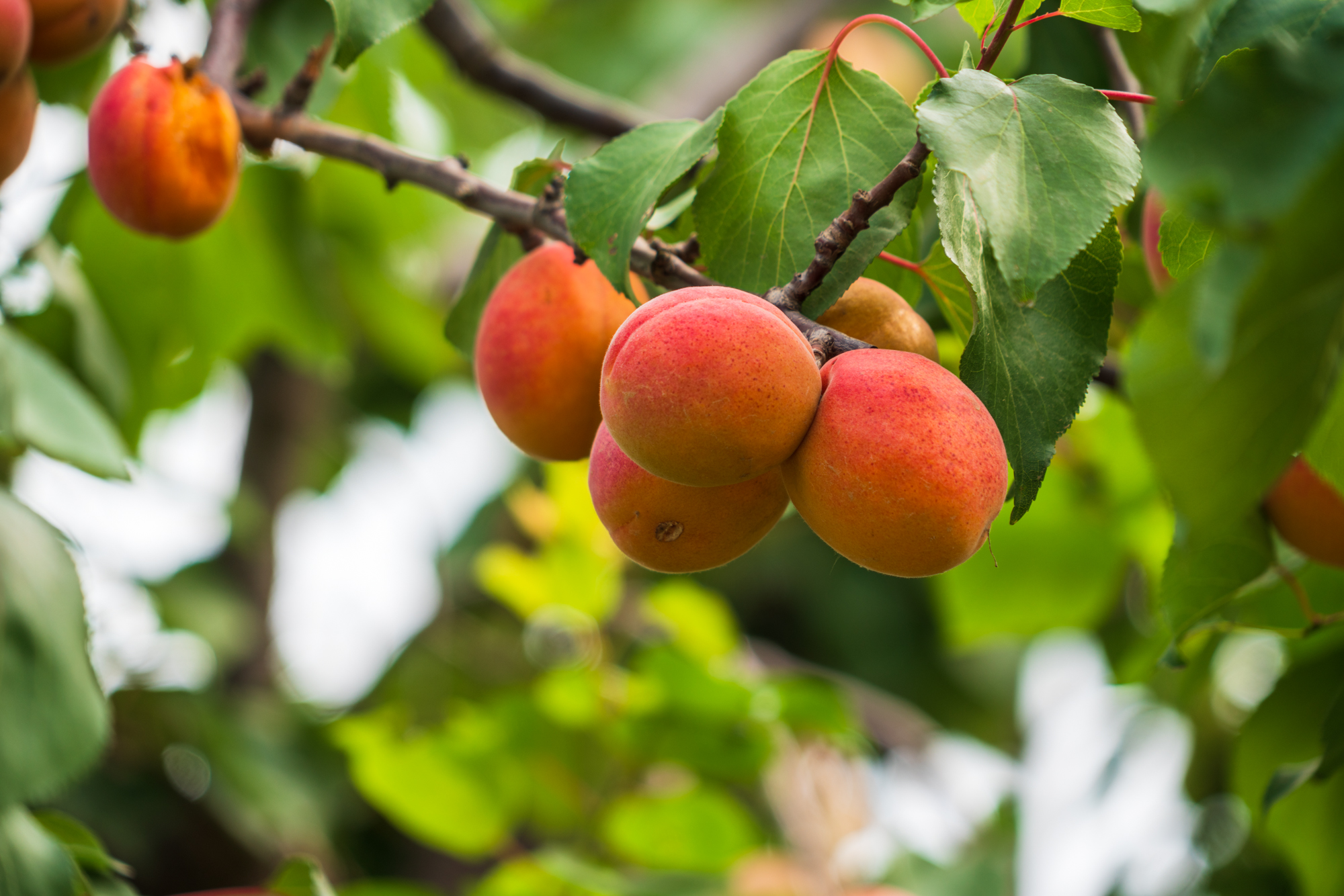 今年618不宅家，不剁手，我去巨鹿过杏节