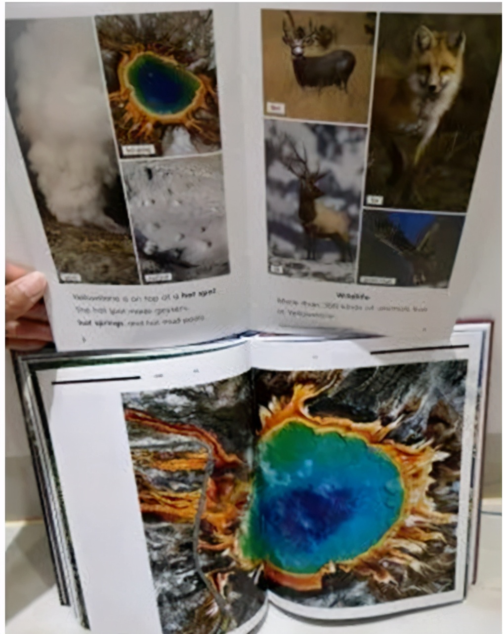 raz启蒙2岁,raz启蒙有用吗