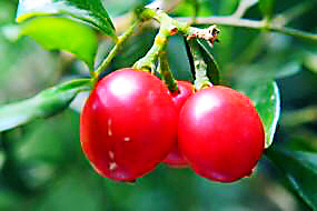 九里香木本,九里香是耐寒花卉吗