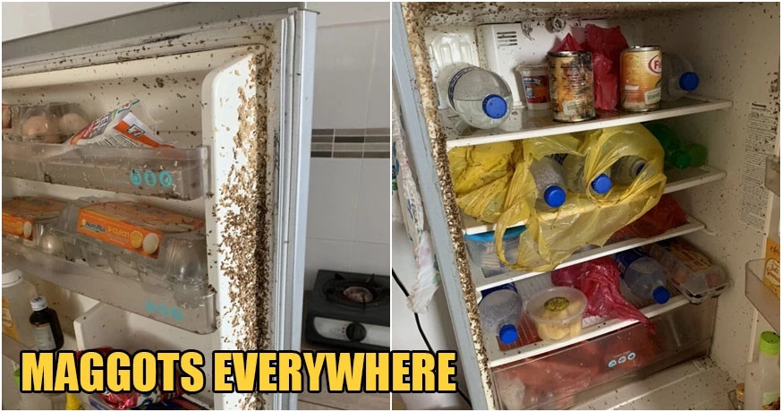 大马男子阔别两月回出租屋，冰箱里面挤满蛆虫，密密麻麻令人作呕