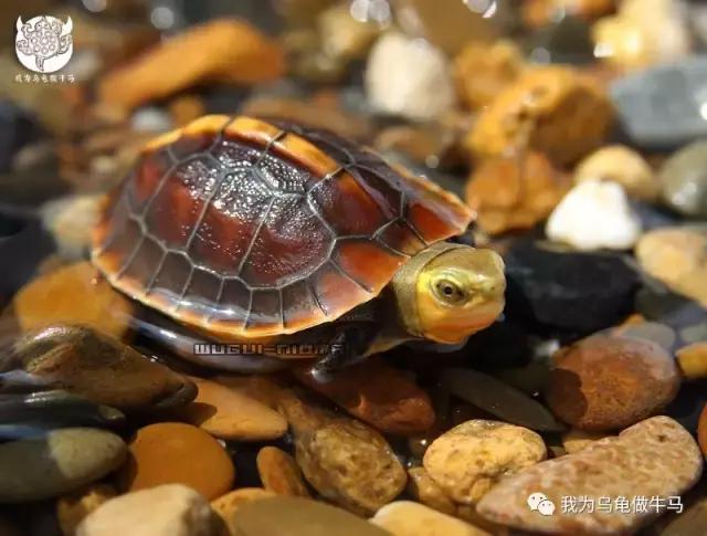 黄缘闭壳龟全集,黄缘闭壳龟和黄缘盒龟