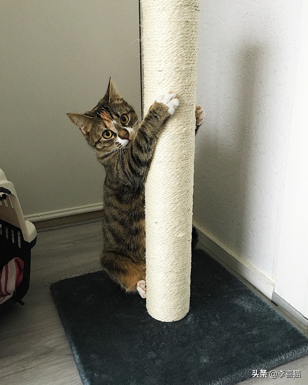 怎么防止猫咪挠家具,如何解决猫咪挠家具