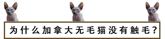 猫咪的天线有什么区别 (猫咪可以自带天线吗)