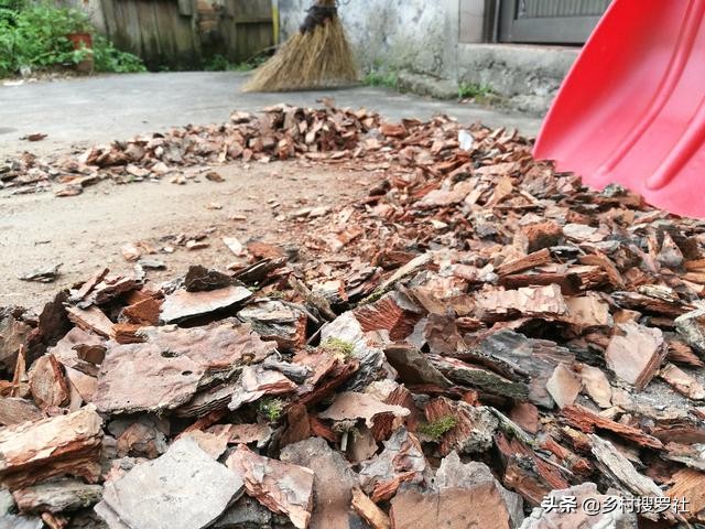 松针树底下的腐殖土种兰花怎么样,柳树叶加腐殖土种兰花好用不好用