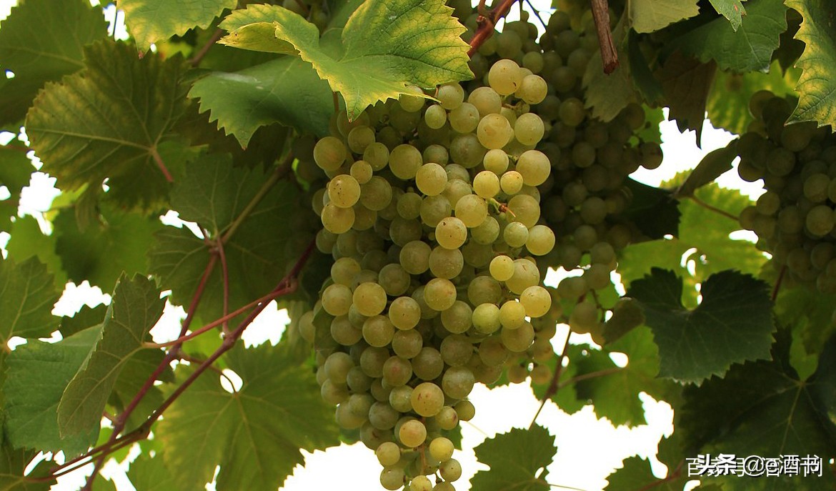 普罗赛克酒的口感,普罗塞克酒怎么样