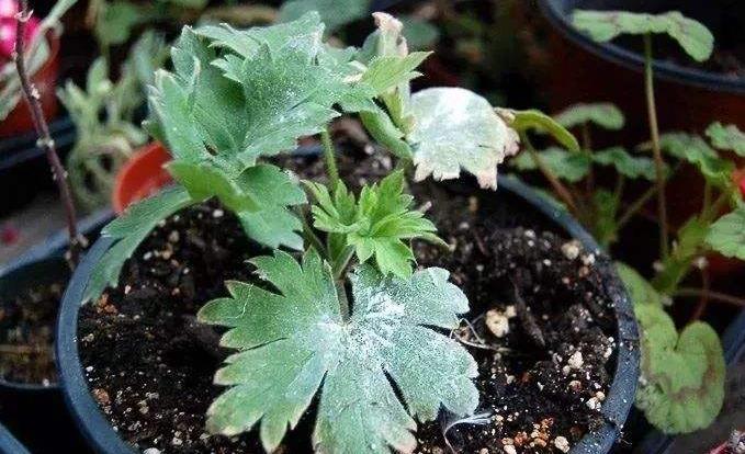 飞燕草黑斑怎么办,飞燕草叶片发黄焦边