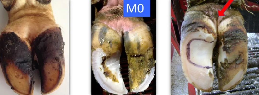 蹄病的种类和治疗方法,蹄病的预防与治疗