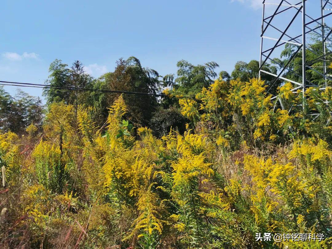 加拿大一枝黄花入侵浙江多地,加拿大一枝黄花有没有入侵福建